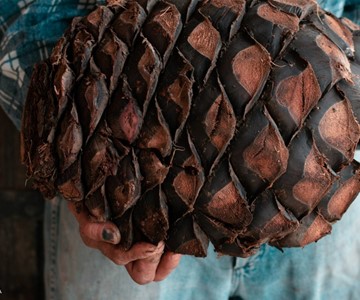 Persona sosteniendo una piña de agave cocido - Wikiland Tours 